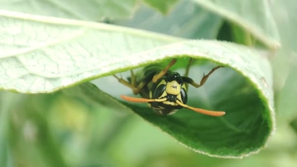 Vespa Siede Una Foglia Verde Giardino Macro Primo Piano Vespa — Video Stock