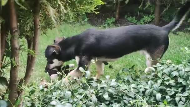 Leuke Hond Bijt Klein Speeltje Buitengras Speelse Vrolijke Pup — Stockvideo