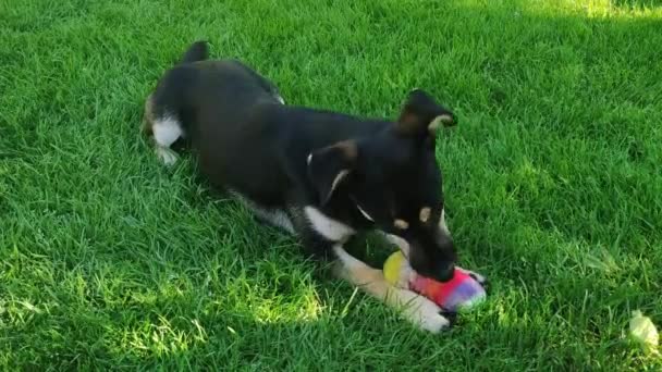 かわいい犬は屋外の草の中で小さなおもちゃをかむ 遊び心と幸せな子犬 — ストック動画