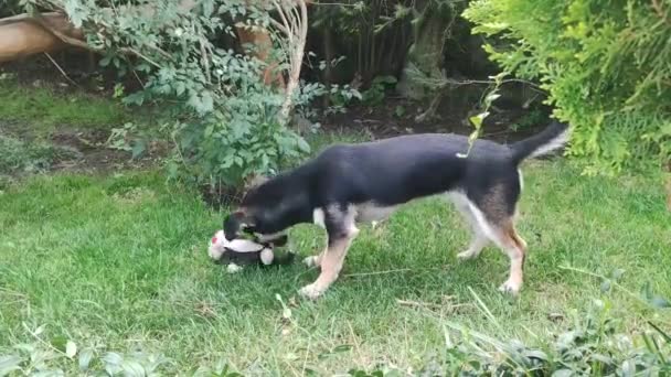 Leuke Hond Bijt Klein Speeltje Buitengras Speelse Vrolijke Pup — Stockvideo