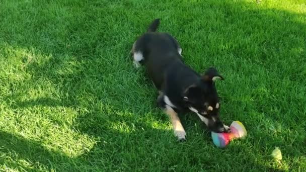 Söt Hund Biter Liten Leksak Gräset Lekfull Och Glad Valp — Stockvideo