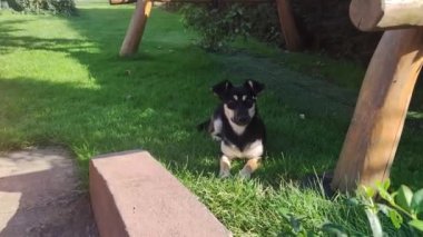 Köpek yeşil çimlerin üzerinde gevşedi. Köpek bahçede bir çayırda yatıyor..