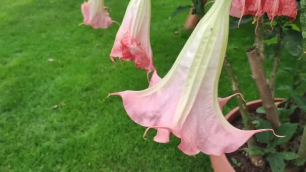 Datura Planta Flores Jardín Del Hogar Concepto Botánico Jardinería Florecen — Vídeos de Stock