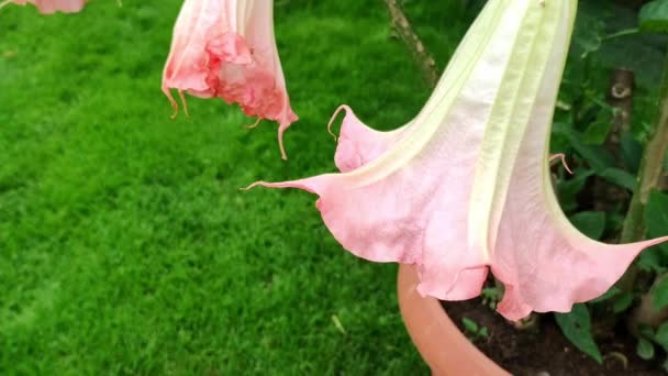 Datura Planta Flores Jardín Del Hogar Concepto Botánico Jardinería Florecen — Vídeos de Stock