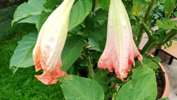 Datura Λουλούδι Φυτό Στον Κήπο Στο Σπίτι Έννοια Βοτανολογίας Κηπουρική — Αρχείο Βίντεο