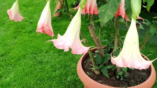 Bahçesindeki Datura Çiçek Bitkisi Botanik Konsepti Bahçecilik Açık Havada Çiçek — Stok video