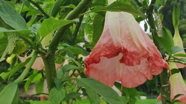 Datura Kwiat Roślin Ogrodzie Domowym Koncepcja Botaniczna Ogrodnictwo Kwitną Zewnątrz — Wideo stockowe