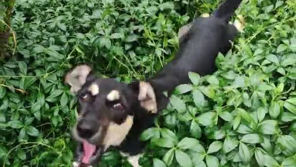 Hond Speelt Groene Bladeren — Stockvideo