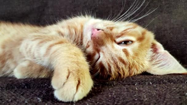 Gato Jovem Dormindo Com Olhos Fechados Gatinho Doméstico Gato Adormecido — Vídeo de Stock