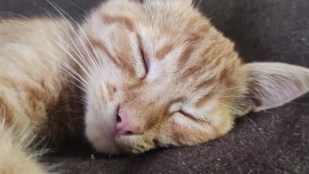Młody Kot Śpi Zamkniętymi Oczami Domowy Kotek Śpiący Kot Pojęcie — Wideo stockowe