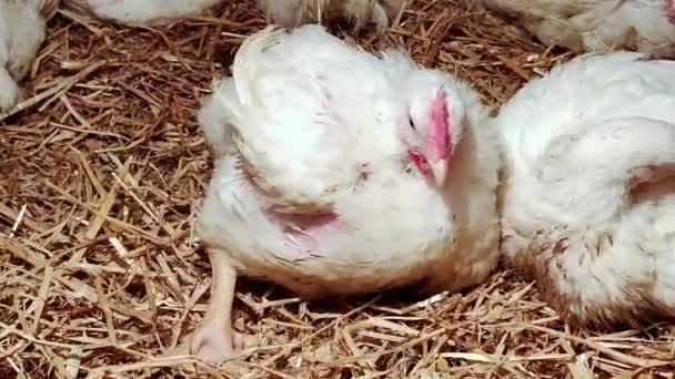 年轻的鸡肉肉鸡 饲养家禽的环境 白色肉鸡 家禽饲养场 — 图库视频影像