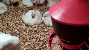 Genç ızgaracılar. Kümes hayvanları çiftliği. Kümes hayvanları yetiştirmek için ortam. Beyaz renkli ızgaralar.