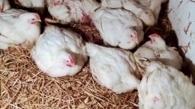 Genç ızgaracılar. Kümes hayvanları çiftliği. Kümes hayvanları yetiştirmek için ortam. Beyaz renkli ızgaralar.