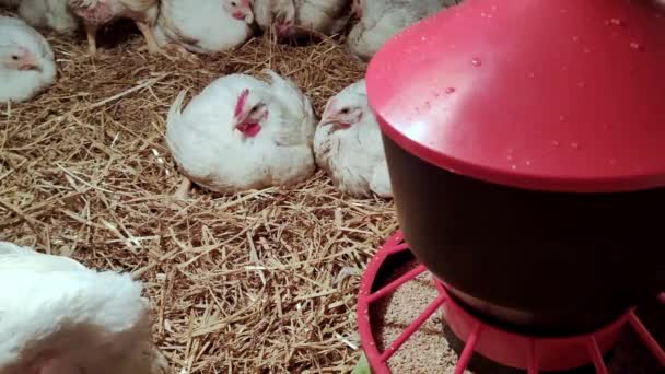 Young Broilers Poultry Farm Environment Breeding Poultry Broilers White Color — Stock Video