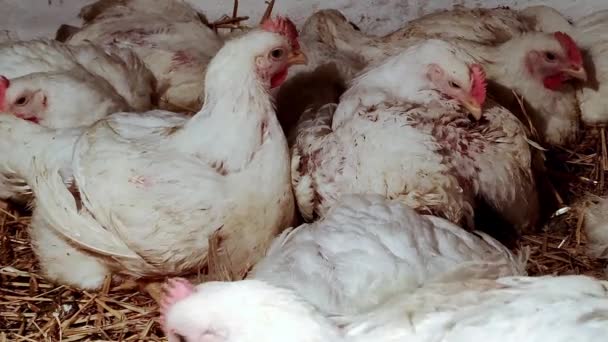 Young Broilers Poultry Farm Environment Breeding Poultry Broilers White Color — Stock Video