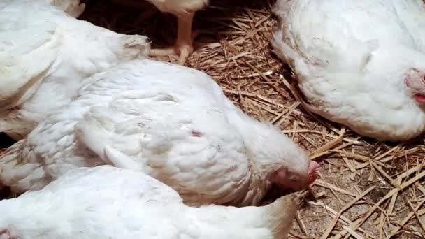 Unga Slaktkycklingar Fjäderfäuppfödning Miljö För Avelsfjäderfä Broilers Vit Färg — Stockvideo
