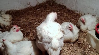 Genç ızgaracılar. Kümes hayvanları çiftliği. Kümes hayvanları yetiştirmek için ortam. Beyaz renkli ızgaralar.