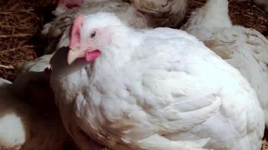 Genç ızgaracılar. Kümes hayvanları çiftliği. Kümes hayvanları yetiştirmek için ortam. Beyaz renkli ızgaralar.