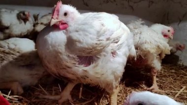 Genç ızgaracılar. Kümes hayvanları çiftliği. Kümes hayvanları yetiştirmek için ortam. Beyaz renkli ızgaralar.