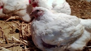 Genç ızgaracılar. Kümes hayvanları çiftliği. Kümes hayvanları yetiştirmek için ortam. Beyaz renkli ızgaralar.