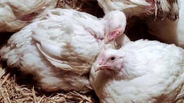 Genç ızgaracılar. Kümes hayvanları çiftliği. Kümes hayvanları yetiştirmek için ortam. Beyaz renkli ızgaralar.