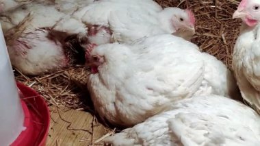 Genç ızgaracılar. Kümes hayvanları çiftliği. Kümes hayvanları yetiştirmek için ortam. Beyaz renkli ızgaralar.