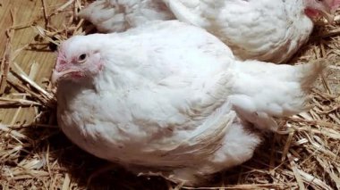 Genç ızgaracılar. Kümes hayvanları çiftliği. Kümes hayvanları yetiştirmek için ortam. Beyaz renkli ızgaralar.
