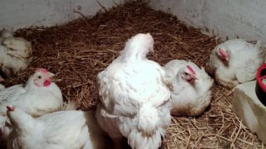 Genç ızgaracılar. Kümes hayvanları çiftliği. Kümes hayvanları yetiştirmek için ortam. Beyaz renkli ızgaralar.