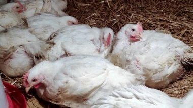 Genç ızgaracılar. Kümes hayvanları çiftliği. Kümes hayvanları yetiştirmek için ortam. Beyaz renkli ızgaralar.