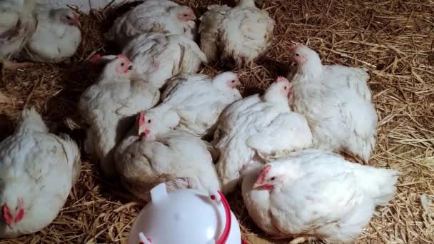 年轻的肉鸡 养鸡场饲养家禽的环境 白色肉鸡 — 图库视频影像