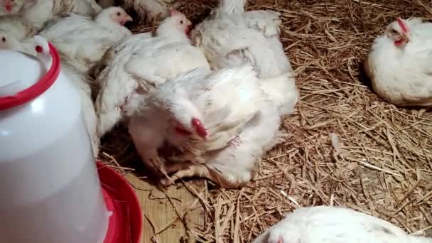 Young Broilers Poultry Farm Environment Breeding Poultry Broilers White Color — Stock Video