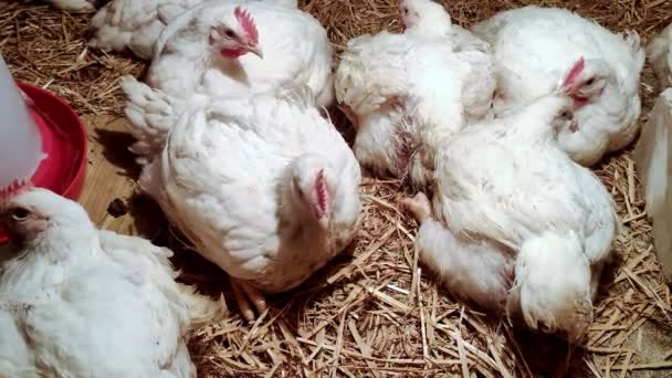 Unga Slaktkycklingar Fjäderfäuppfödning Miljö För Avelsfjäderfä Broilers Vit Färg — Stockvideo