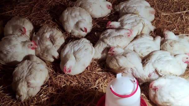 Young Broilers Poultry Farm Environment Breeding Poultry Broilers White Color — Stock Video