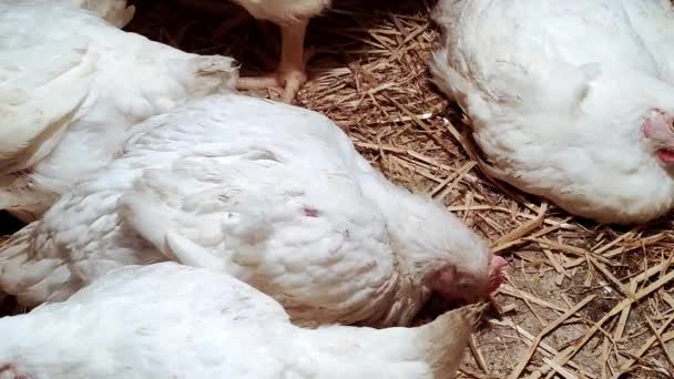 Junge Masthühner Geflügelhof Umgebung Für Zuchtgeflügel Broiler Weißer Farbe — Stockvideo