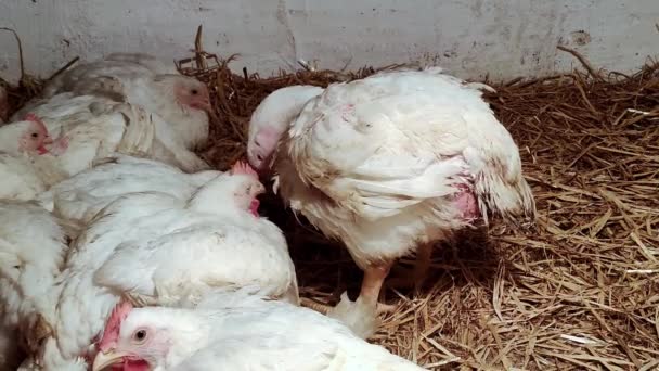 若い売春婦 養鶏場 鶏の飼育環境 白い色のブロイラー — ストック動画
