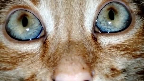 Primo Piano Estremo Dell Occhio Gatto Occhio Gatto Macro — Video Stock