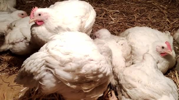Pollos Engorde Jóvenes Granja Avícola Medio Ambiente Para Cría Aves — Vídeo de stock