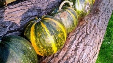 Ağaç kütüğünün üzerinde yeşil ve turuncu bir balkabağı