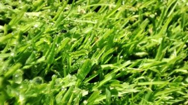 Taze yeşil çimenler, çiy damlaları, tokalar yeşil çimenlerin üzerine çiy damlaları.