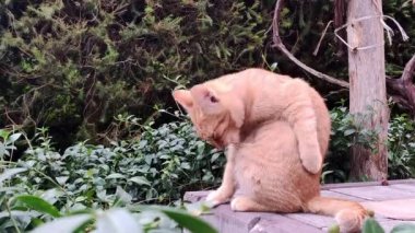 Zencefilli kedi bahçede oturuyor.