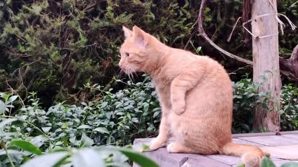 Lindo Gato Jengibre Lamer Gato Color Naranja Lamer Cuerpo Para — Vídeo de stock
