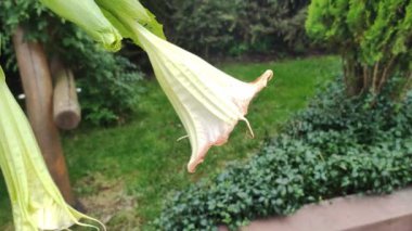 Ev bahçesindeki Datura çiçek bitkisi. Botanik konsepti. Bahçecilik açık havada çiçek açıyor.