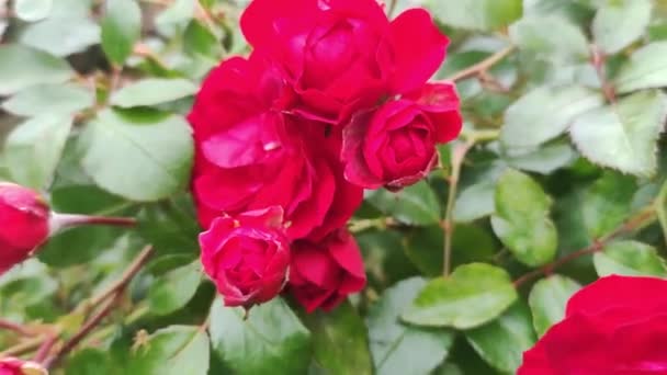 Flori Trandafir Grădină Plantă Flori Roșii — Videoclip de stoc