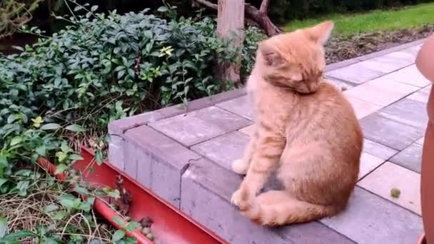 Κοκκινότριχο Γατάκι Κάθεται Στον Κήπο — Αρχείο Βίντεο