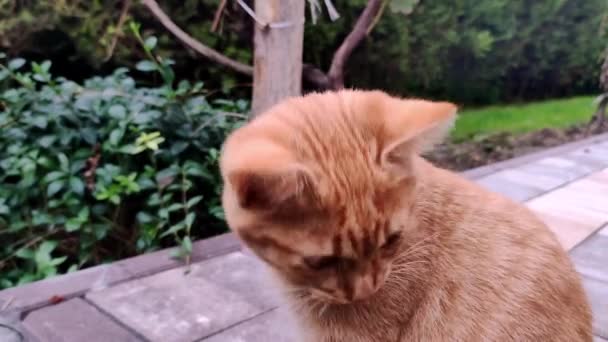かわいい生姜猫なめる オレンジ色の猫は自分自身をきれいにするためにその体をなめる — ストック動画