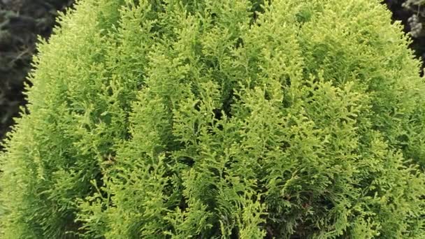 Bela Árvore Platycladus Orientalis Verde Bonito Jovem Ramo Thuja Verde — Vídeo de Stock