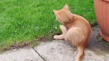 Yavru kedi koşar ve bahçedeki çimlerde oynar.