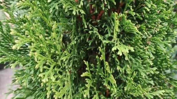 Bellissimo Albero Verde Platycladus Orientalis Bello Giovane Ramo Thuja Verde — Video Stock