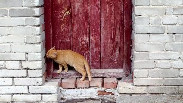 Die Ingwerkatze Durch Die Verschlossene Alte Tür — Stockvideo