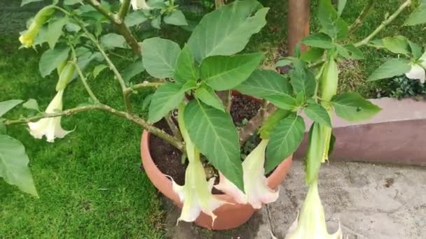Datura Λουλούδι Φυτό Στον Κήπο Στο Σπίτι Έννοια Βοτανολογίας Κηπουρική — Αρχείο Βίντεο